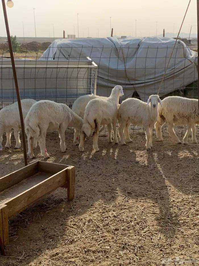 ذبايح ذبائح حري للبيع فاخر 7