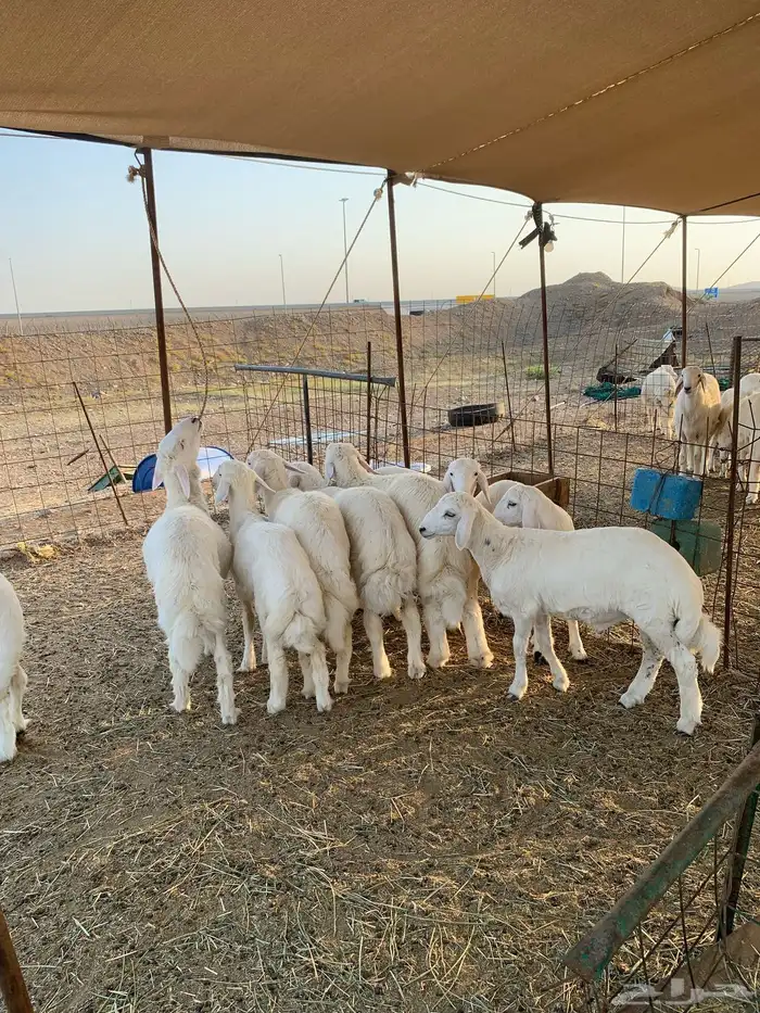ذبايح ذبائح حري للبيع فاخر 3