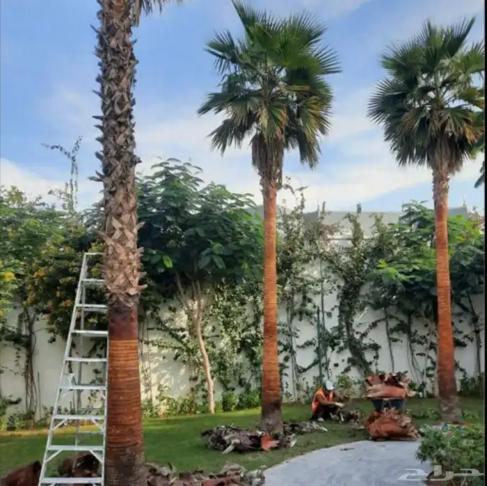 نخل للبيع 8