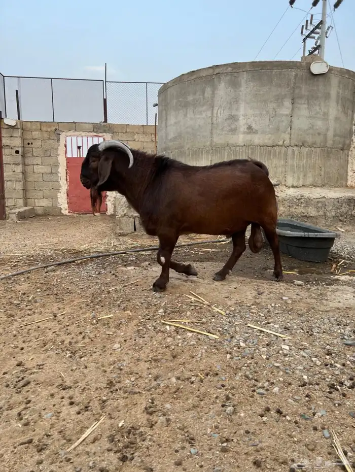 فحل كلهاري تم البيع 0