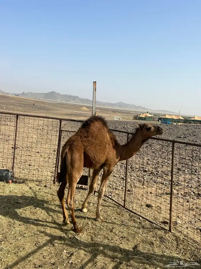 حاشي للبيع 4