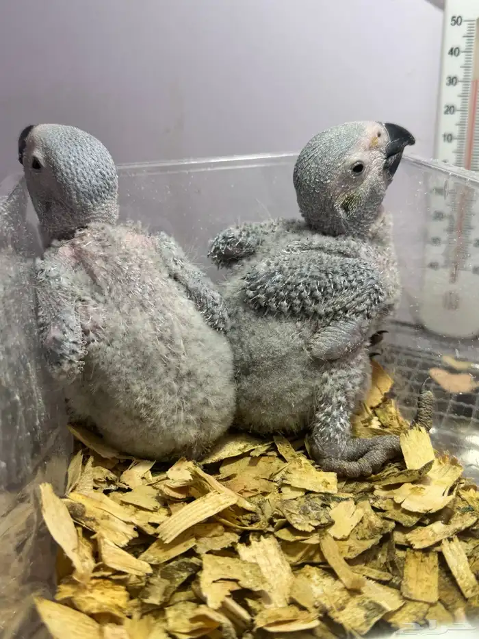 فرخ كاسكو غر عمر 25 يوم تقريبا 1