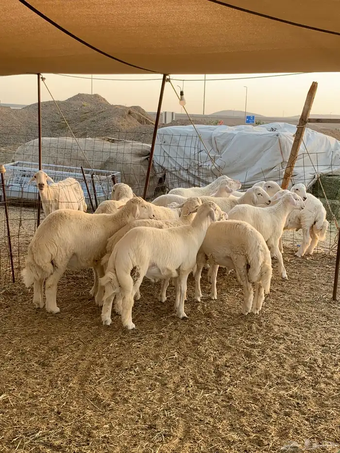 حري ذبايح زواج ذبائح مناسبات ثلاجه يوجد صلخ وتوصيل غنم بر 1
