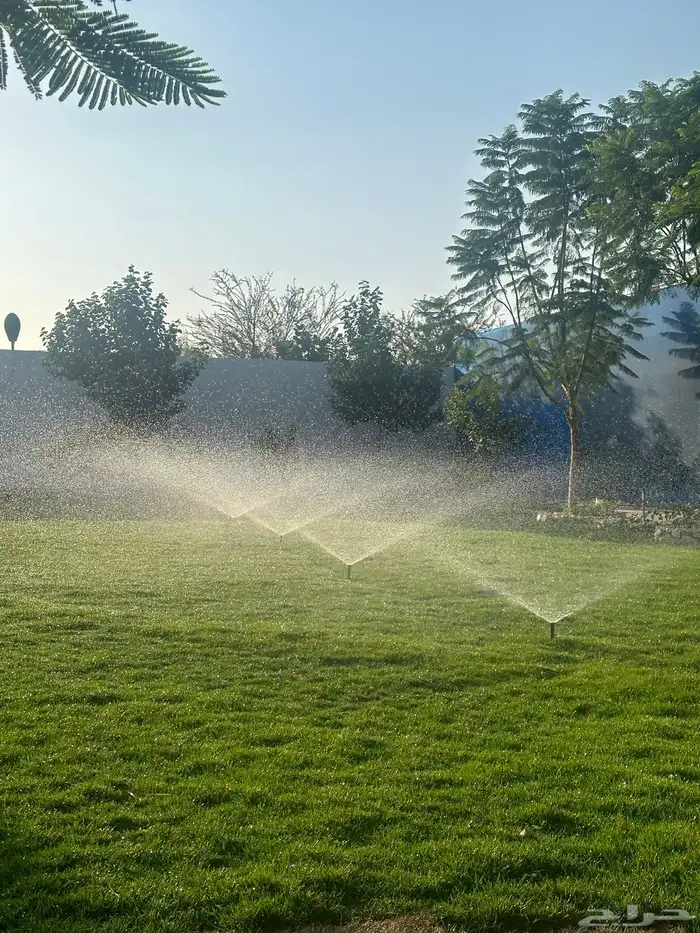 عشب طبيعي C2000 أمريكي (إنجيلة) 5