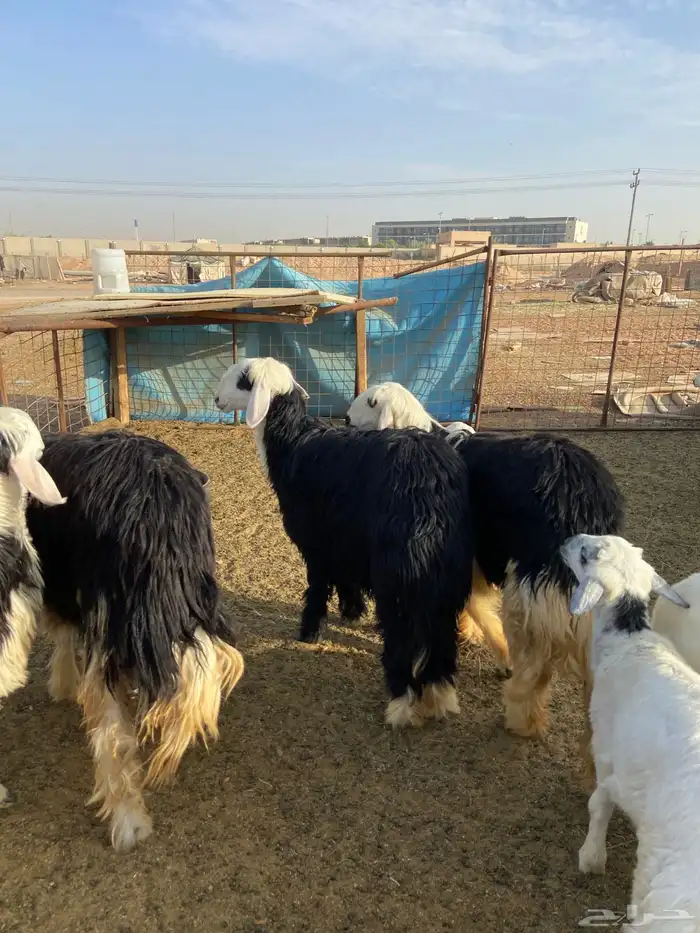 نجدي - حري - تيوس - سواكن 1