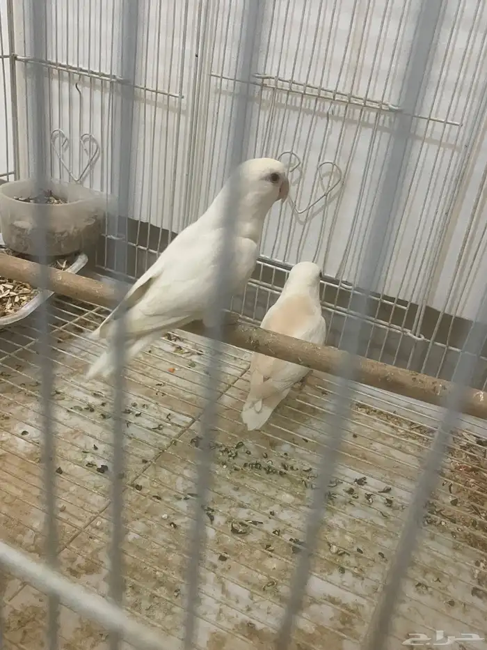 اعراضكم نوع روز جوز البينيو لا البيع 1