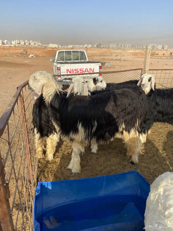 نجدي - حري - تيوس - سواكن 2