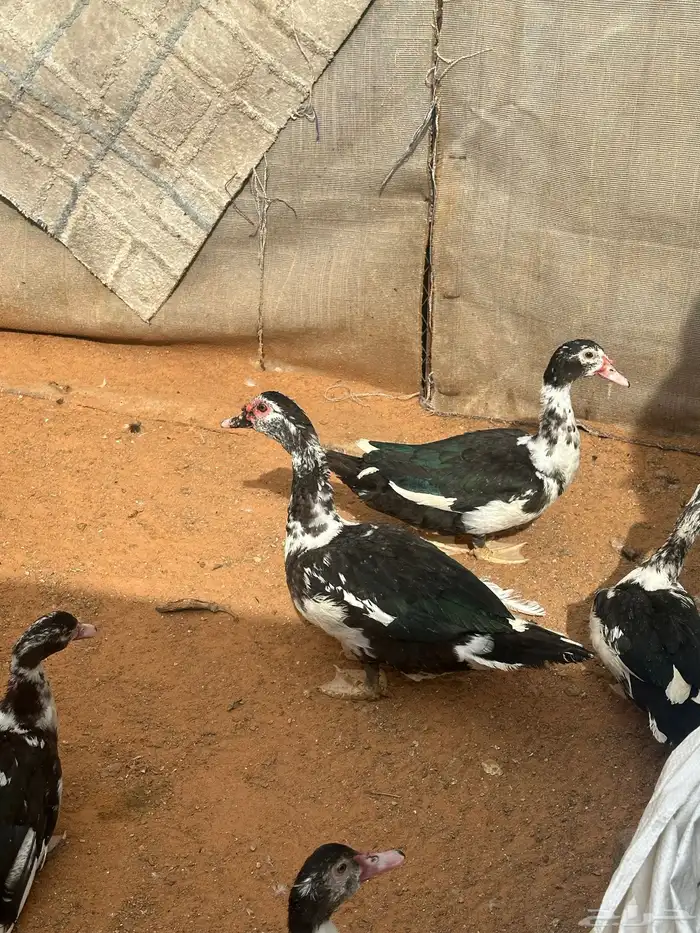 بط سوداني 1
