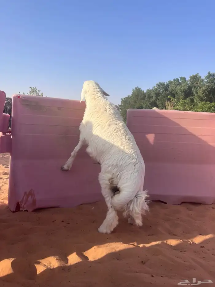جميع أنواع الذبايح 0