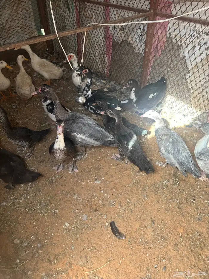 بط سوداني 4