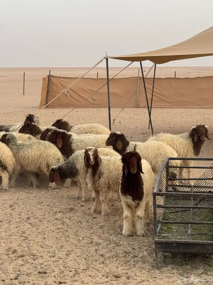طليان ذبايح ( للملاحم ) 2