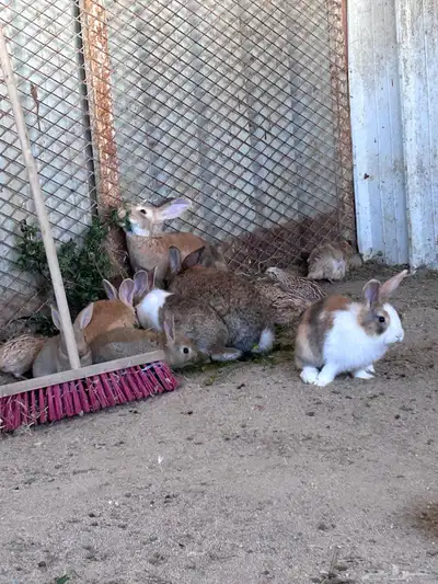 أرانب احجام بطله 1