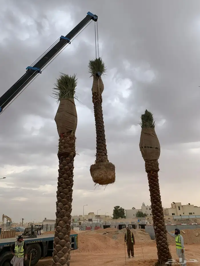 نخل للبيع 2