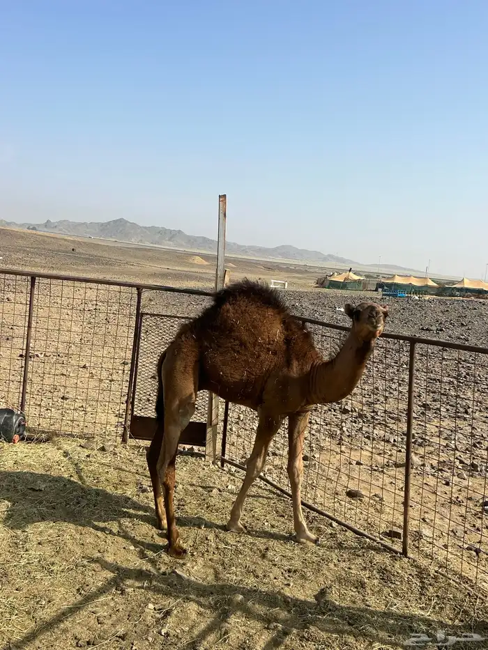 حاشي للبيع 5