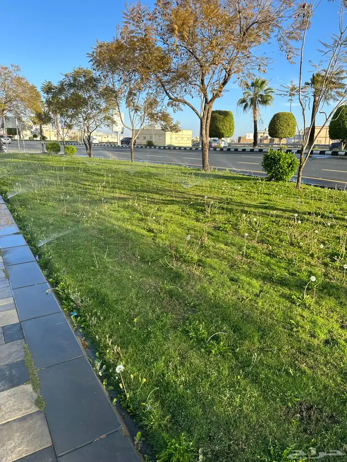 عشب طبيعي C2000 أمريكي (إنجيلة) 11