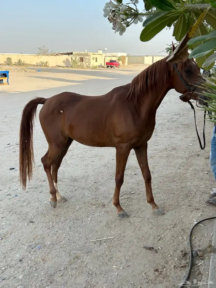 مهرة واهو مصريه بيور 3