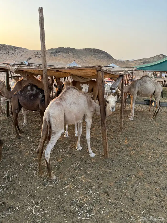للبيع قعدان وبكار مفاريد 1