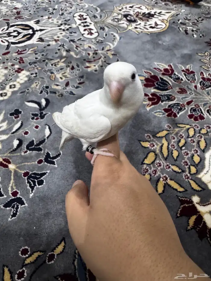 عصفور روز 4