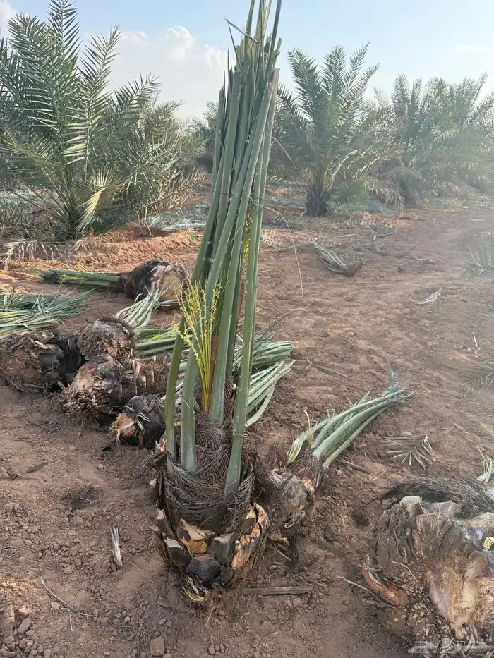 نخل مثمر للبيع مع الغرس بالموقع 3