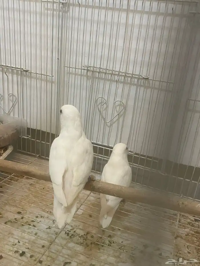 اعراضكم نوع روز جوز البينيو لا البيع 0
