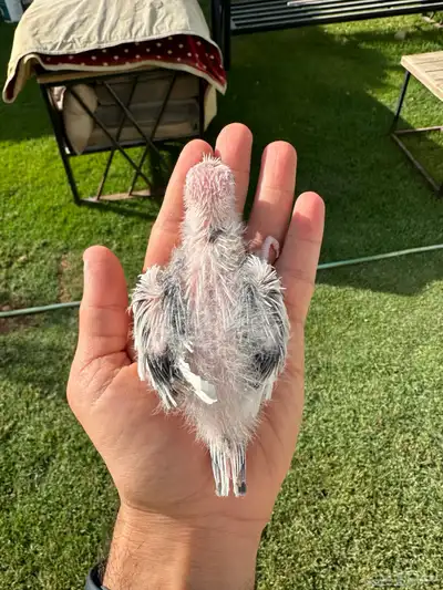 جوز البينو منتج   فرخين كروان 3