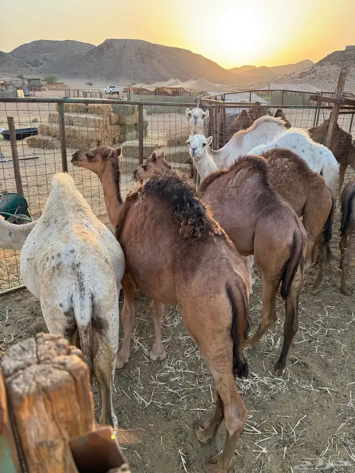 للبيع قعدان وبكار مفاريد 3