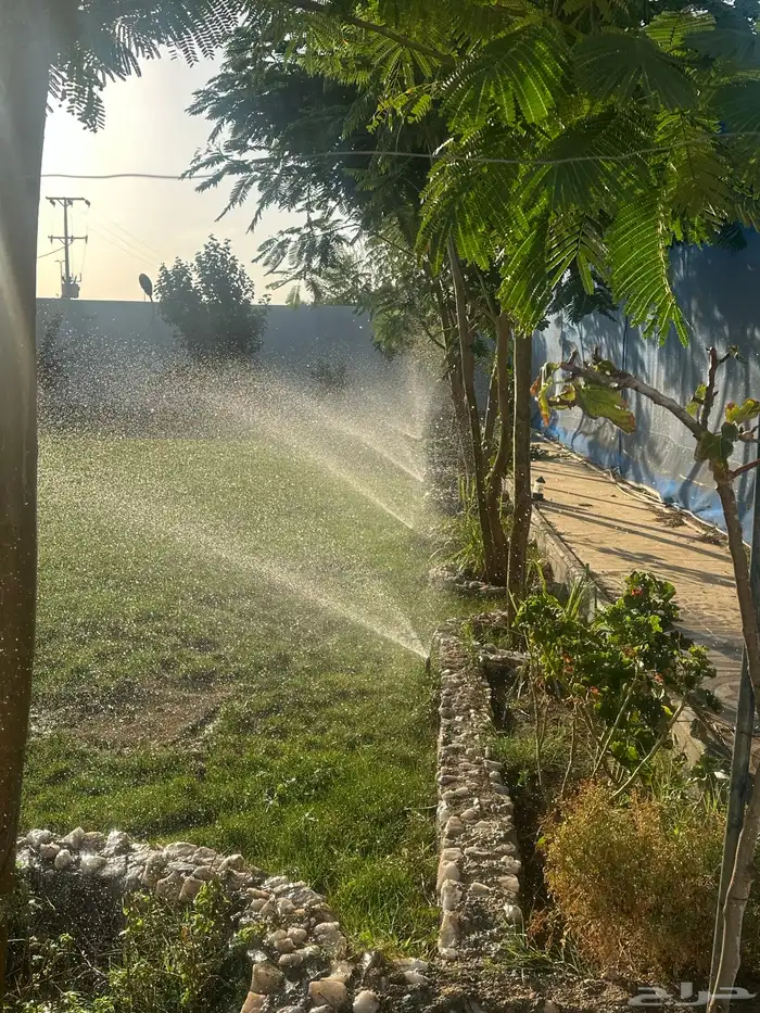 عشب طبيعي C2000 أمريكي (إنجيلة) 7