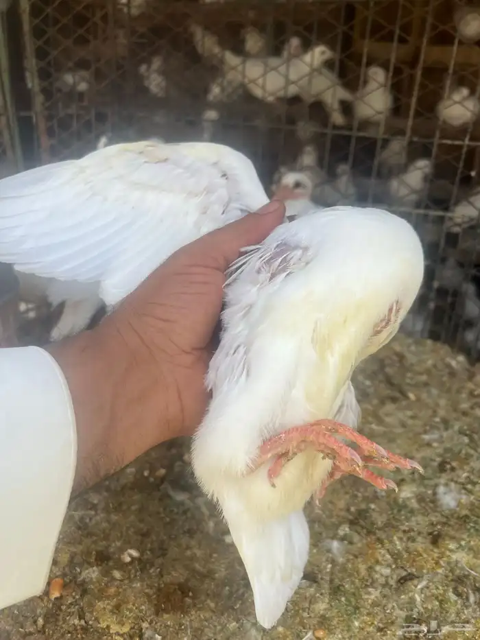 زغاليل للبيع موقعها الخرج اليمامه 5