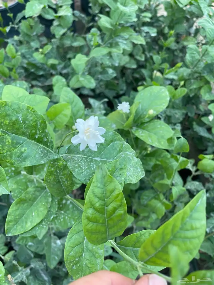 شتلات فل و رازقي 0