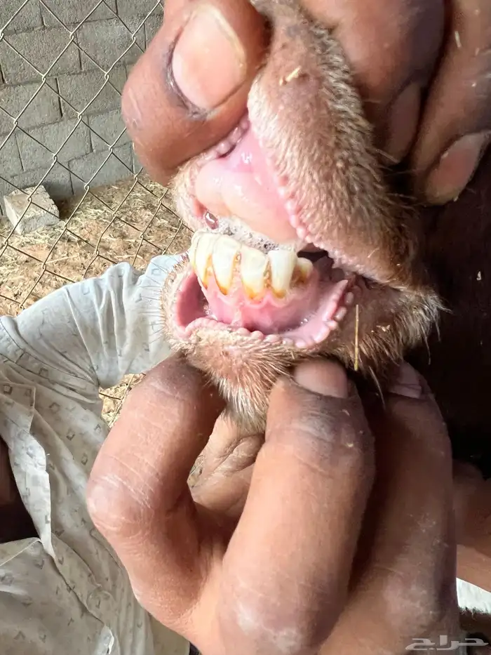 نعيميه معها خروفين 1
