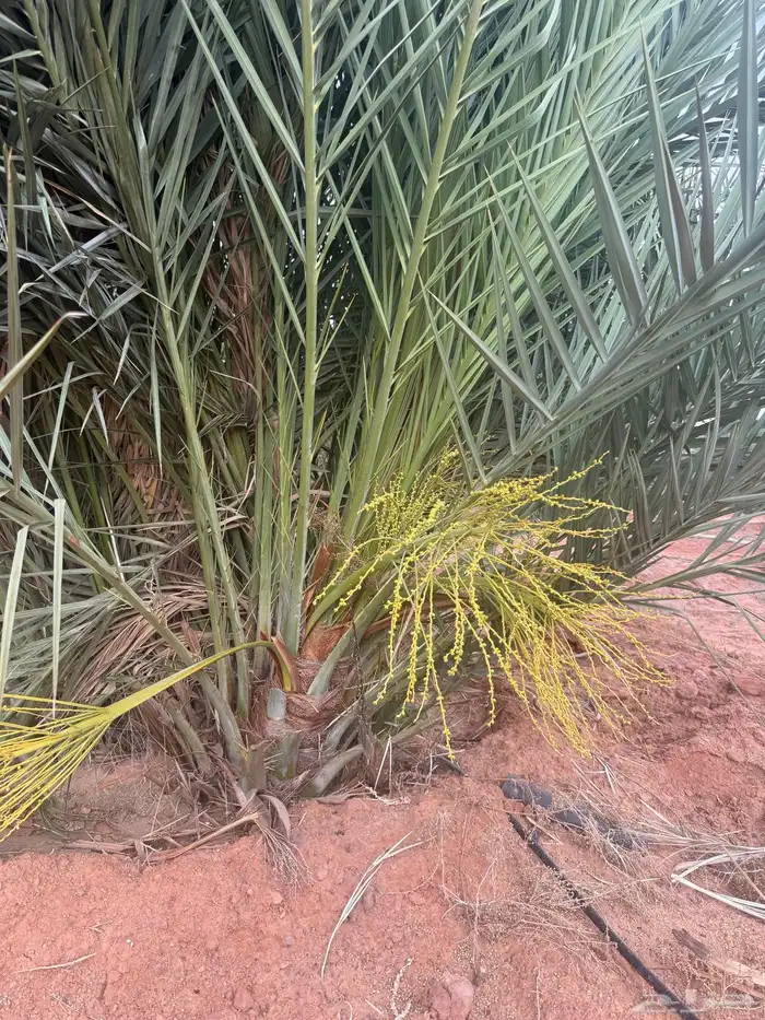 نخل مثمر للبيع مع الغرس بالموقع 2