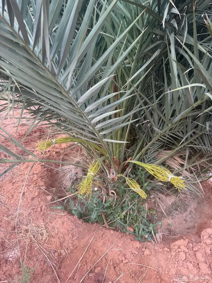 نخل مثمر للبيع مع الغرس بالموقع 3