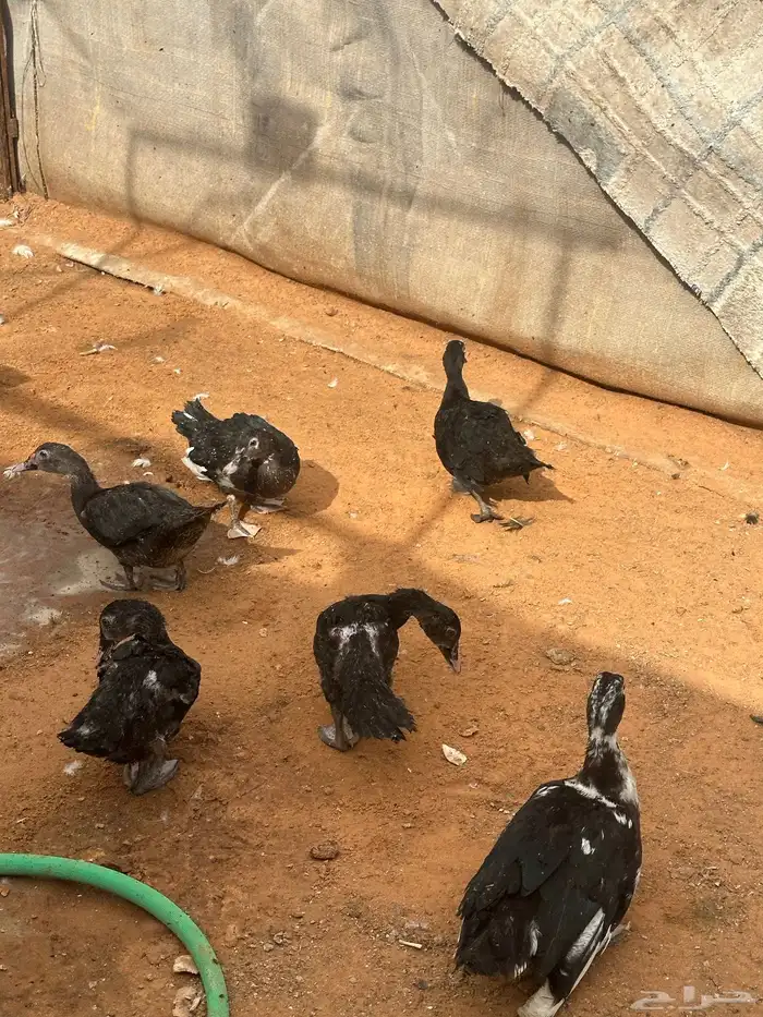 بط سوداني 0
