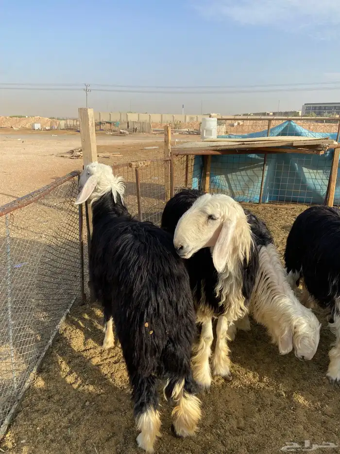 نجدي - حري - تيوس - سواكن 0