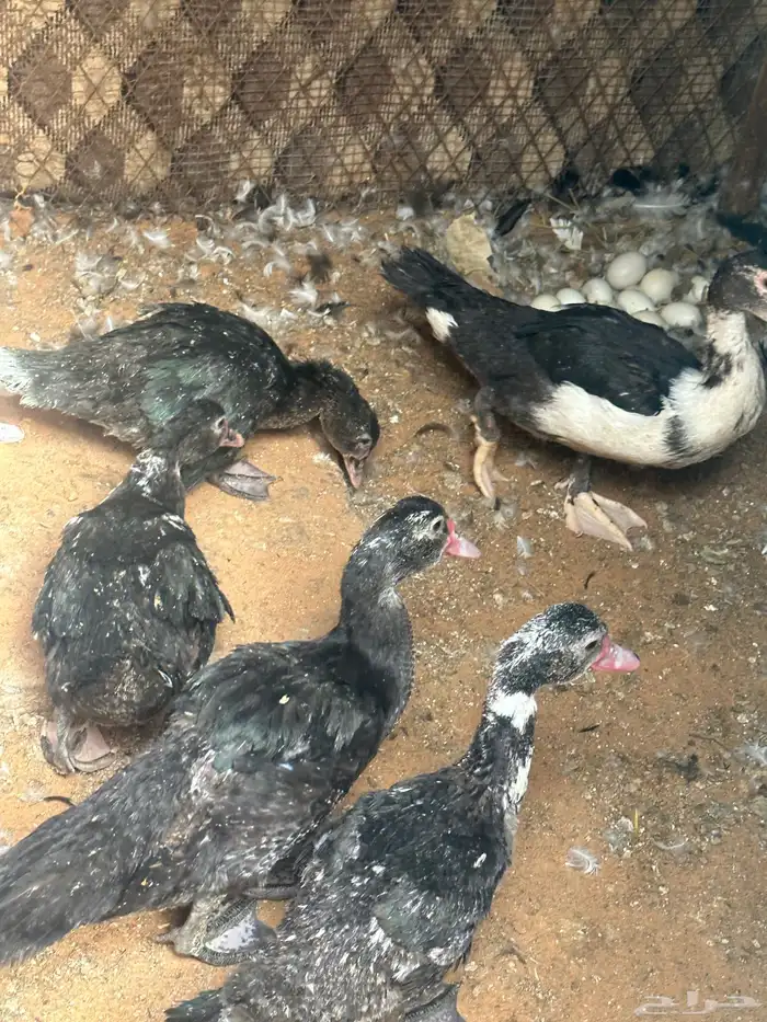 بط سوداني 2