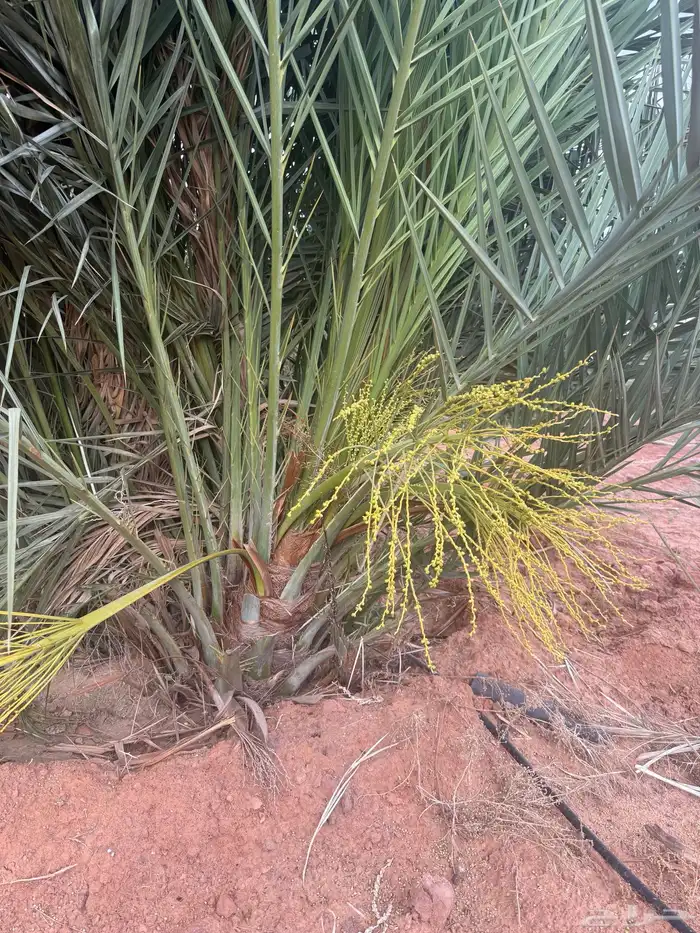 نخل مثمر للبيع مع الغرس بالموقع 1