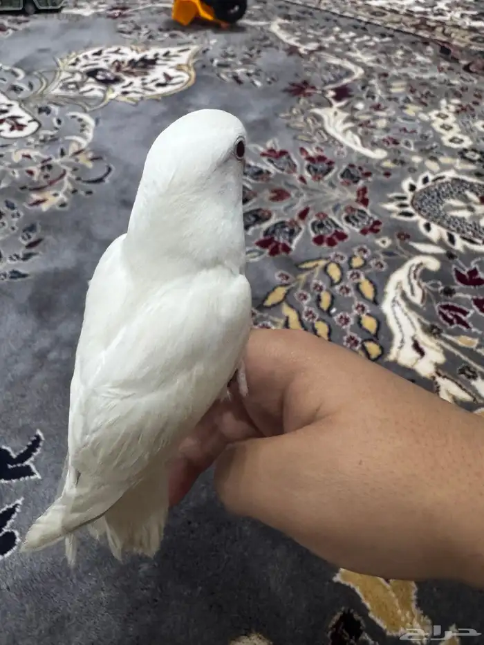 عصفور روز 3