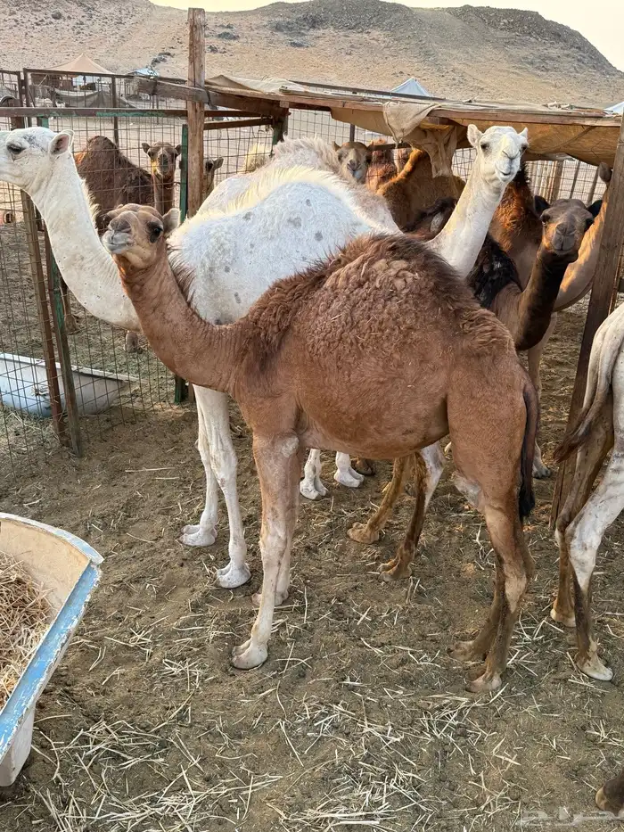 للبيع قعدان وبكار مفاريد 0