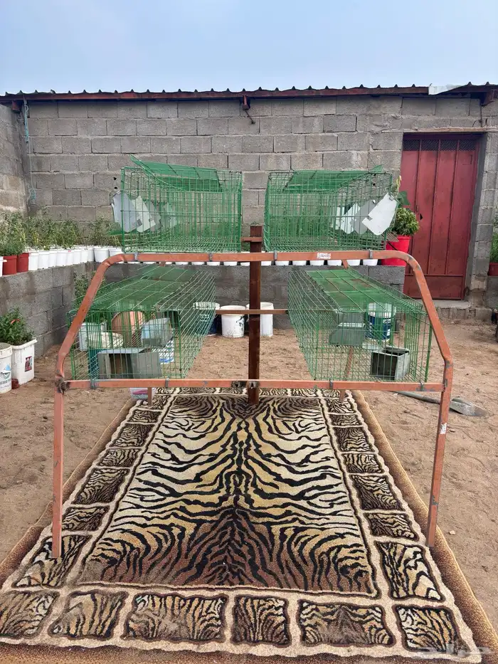 بطارية أرانب 4