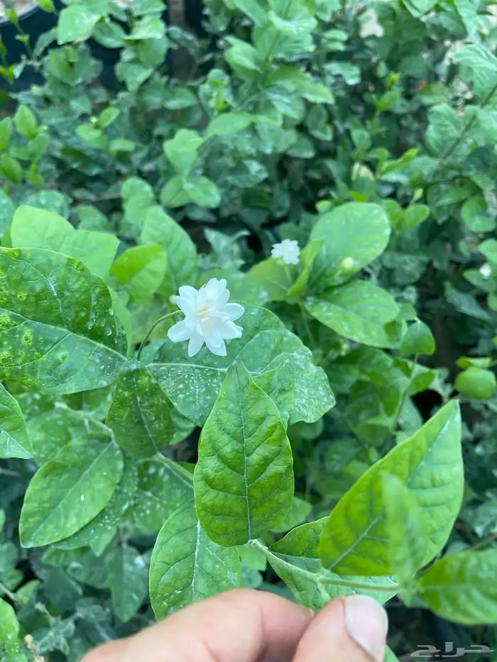 شتلات فل و رازقي 1