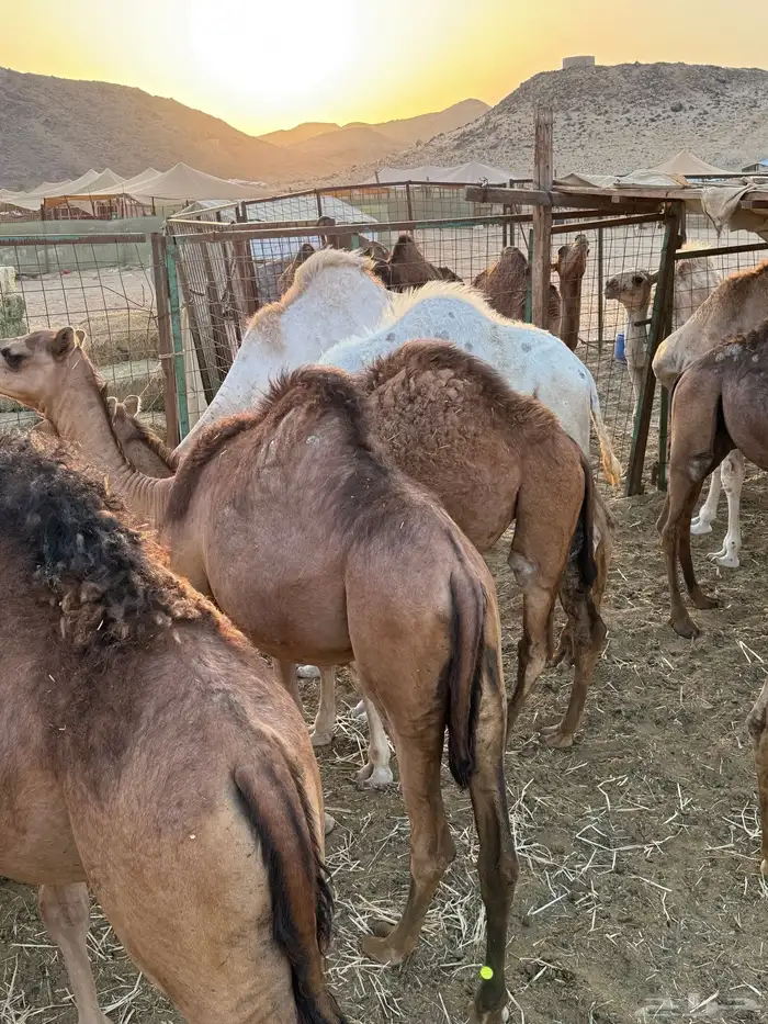للبيع قعدان وبكار مفاريد 2