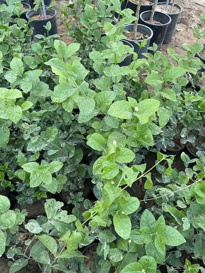 شتلات فل و رازقي 2