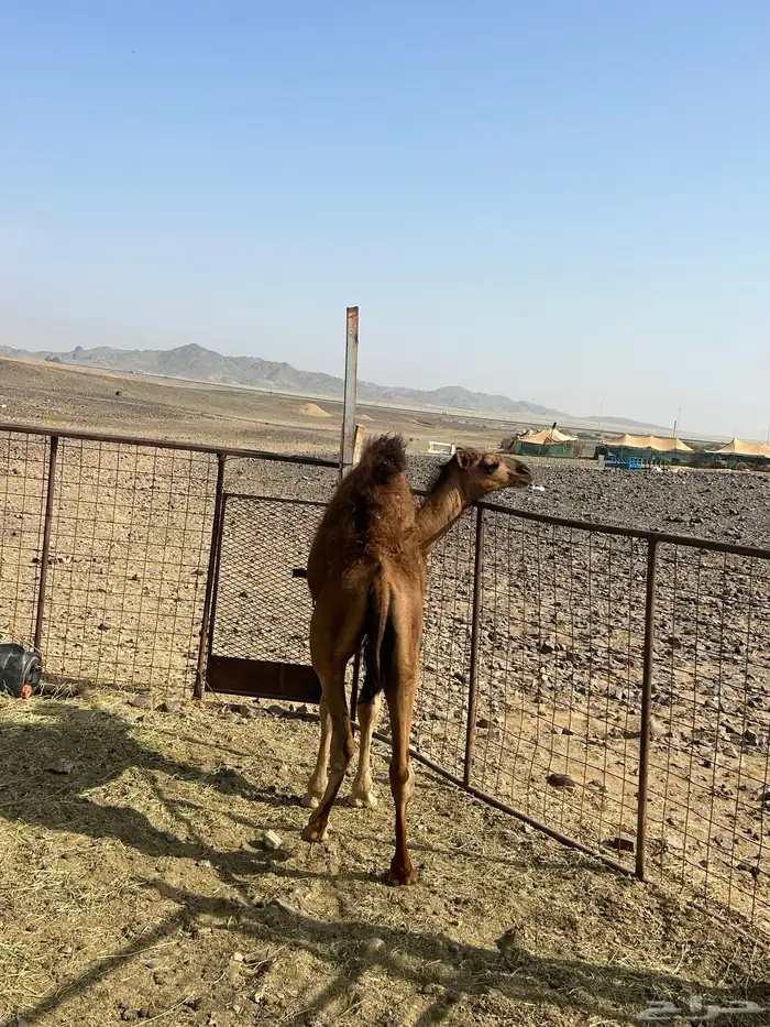حاشي للبيع 3