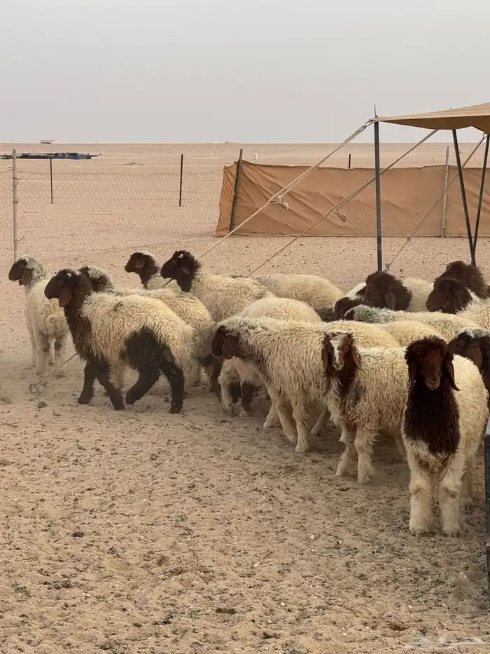 طليان ذبايح ( للملاحم ) 3