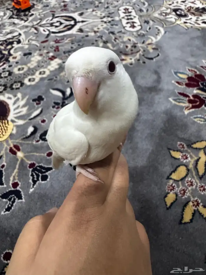 عصفور روز 2