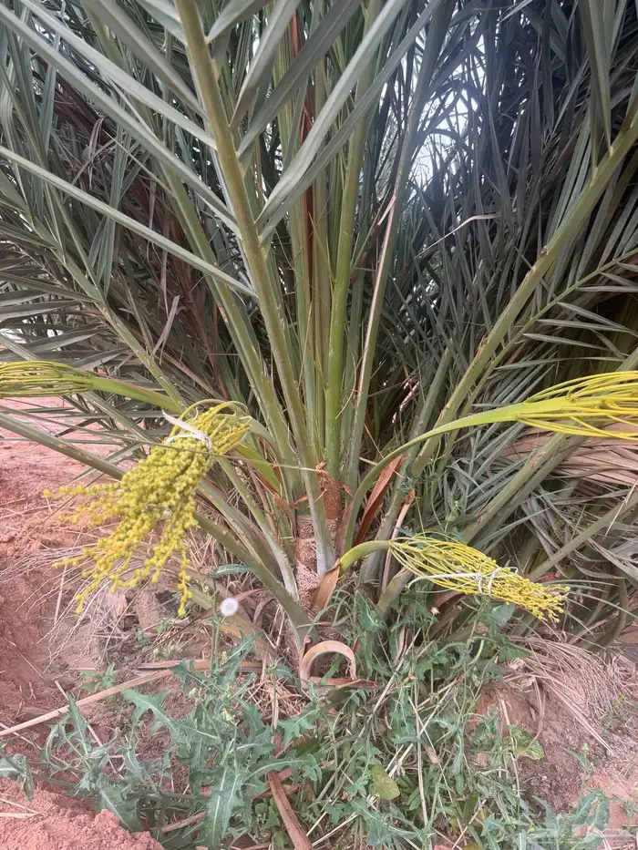 نخل مثمر للبيع مع الغرس بالموقع 0