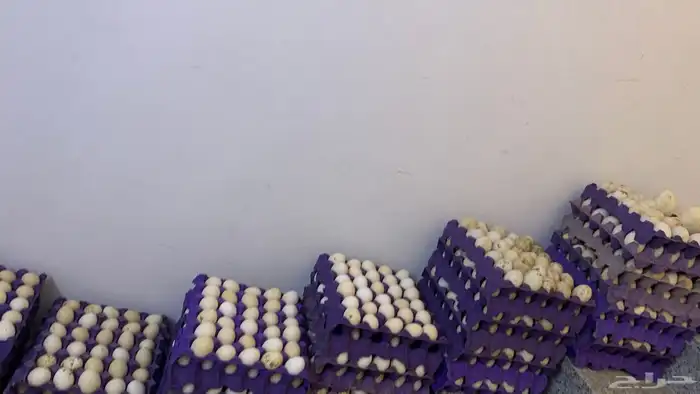 بيض مخصب جملة 1