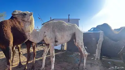 للبيع الناقه 4