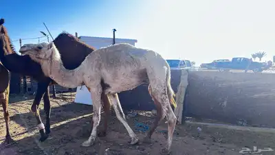 للبيع الناقه 3