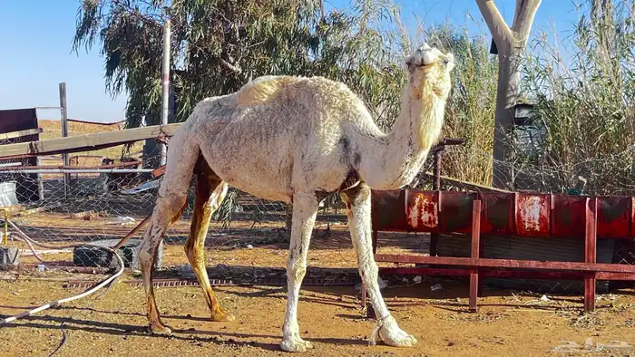 للبيع الناقه 0